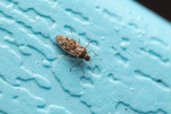 Monosteira unicostata