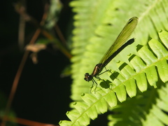 Heliocypha perforata