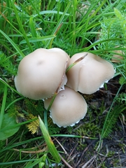 Basidiomycota