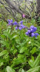 Dracocephalum grandiflorum