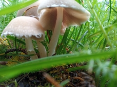 Basidiomycota