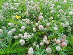 Trifolium arvense
