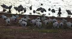 Threskiornis molucca