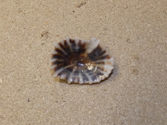 Siphonaria denticulata