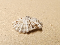 Siphonaria denticulata