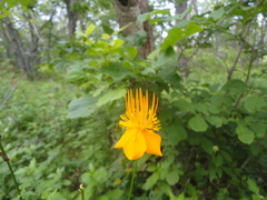 Trollius macropetalus