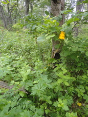 Trollius macropetalus