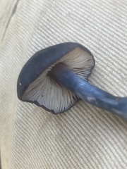 Entoloma moongum