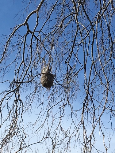 Icteridae