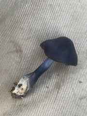 Entoloma moongum