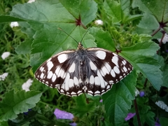 Melanargia galathea