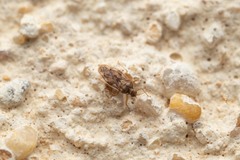 Monosteira unicostata