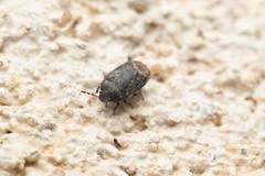 Ochetostethus
