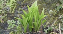 Veratrum fimbriatum