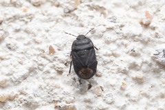 Ochetostethus