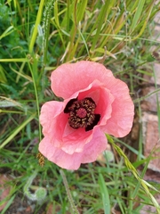 Papaver rhoeas