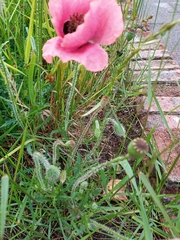 Papaver rhoeas
