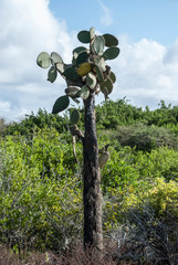 Opuntia galapageia