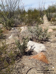 Cylindropuntia tesajo