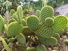Opuntia microdasys