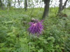 Cirsium schantarense