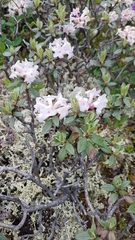 Rhododendron adamsii