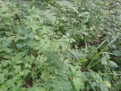 Cirsium schantarense