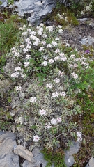 Rhododendron adamsii