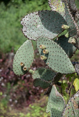 Opuntia galapageia