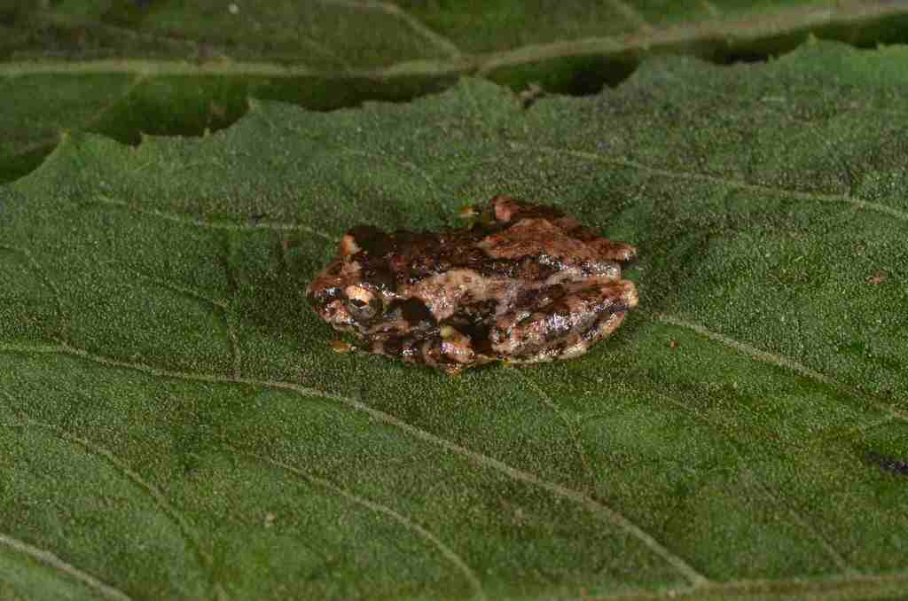 Gracixalus sapaensis