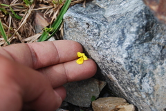 Viola biflora biflora