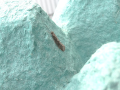 Proterodesma byrsopola