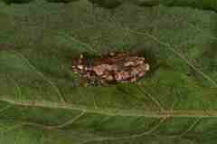 Gracixalus sapaensis