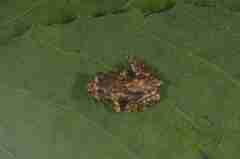 Gracixalus sapaensis