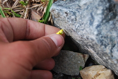 Viola biflora biflora
