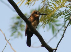 Brachygalba lugubris