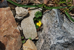 Viola biflora biflora