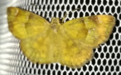 Sarangesa phidyle