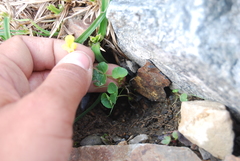 Viola biflora biflora