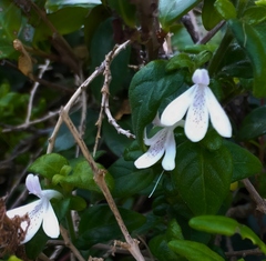 Justicia tubulosa late-ovata