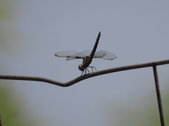 Palpopleura deceptor