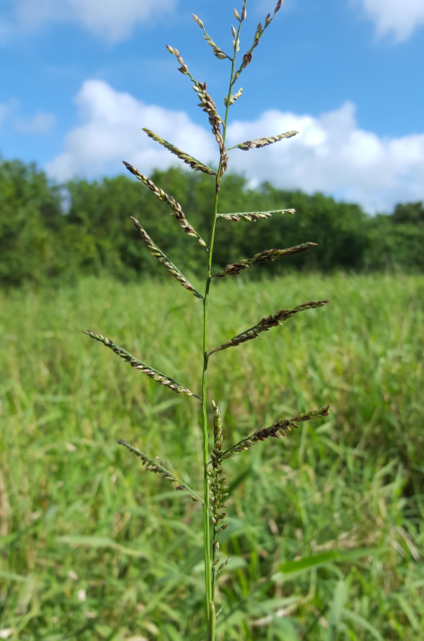 (c) François Rousseu, certains droits réservés (CC BY-NC) https://www.inaturalist.org/observations/86827330
