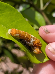 Papilio fuscus capaneus