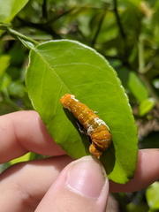 Papilio fuscus capaneus
