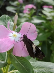 Notocrypta waigensis