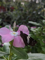 Notocrypta waigensis