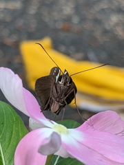 Notocrypta waigensis