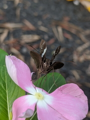 Notocrypta waigensis