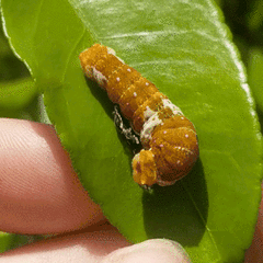 Papilio fuscus capaneus