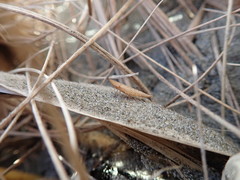 Paradorydium